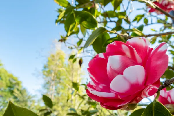 紅白のツバキの花